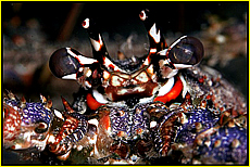 Cornwall Tourism Magazine - Lobsters eyes